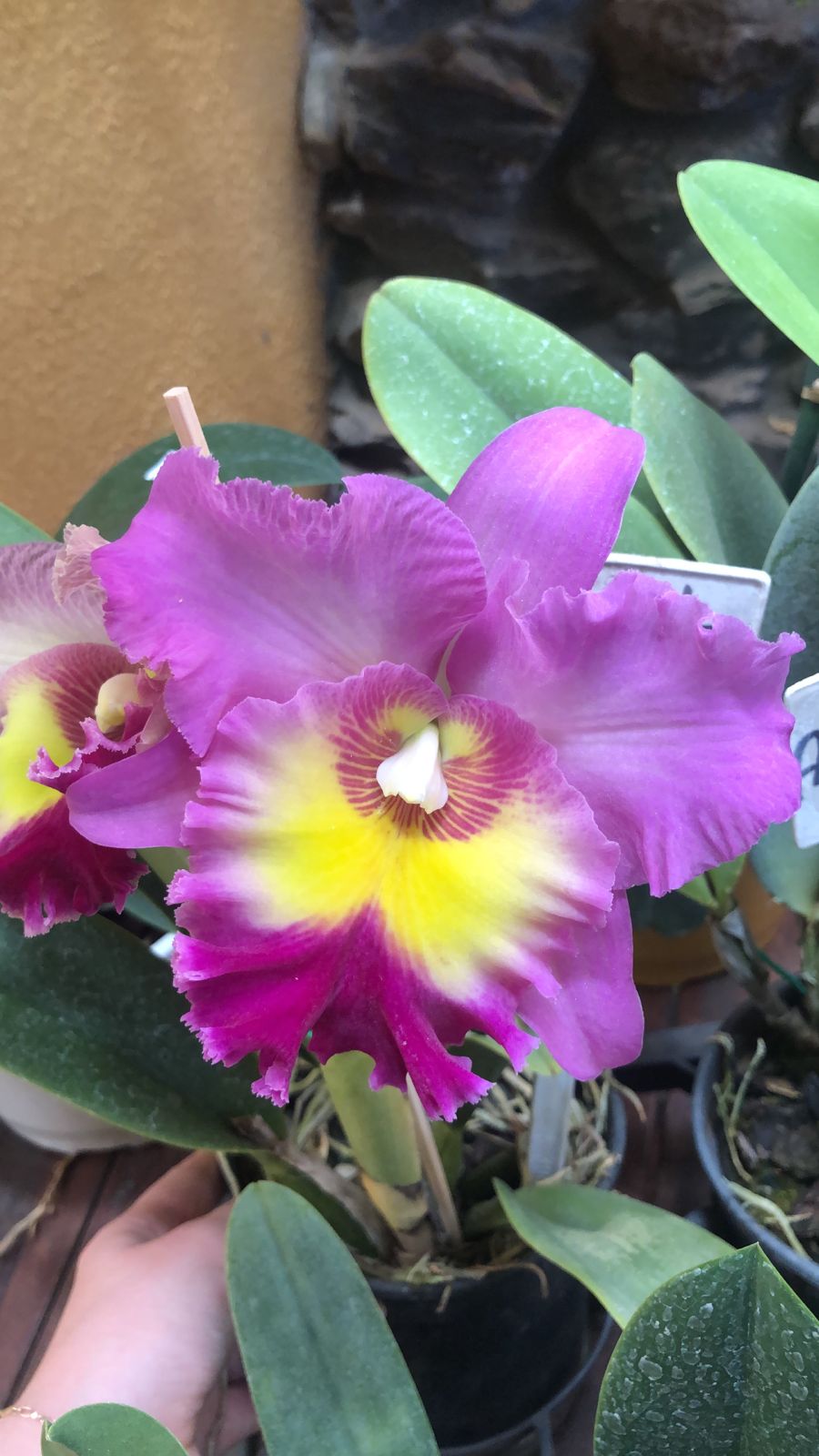 Orquídea 2