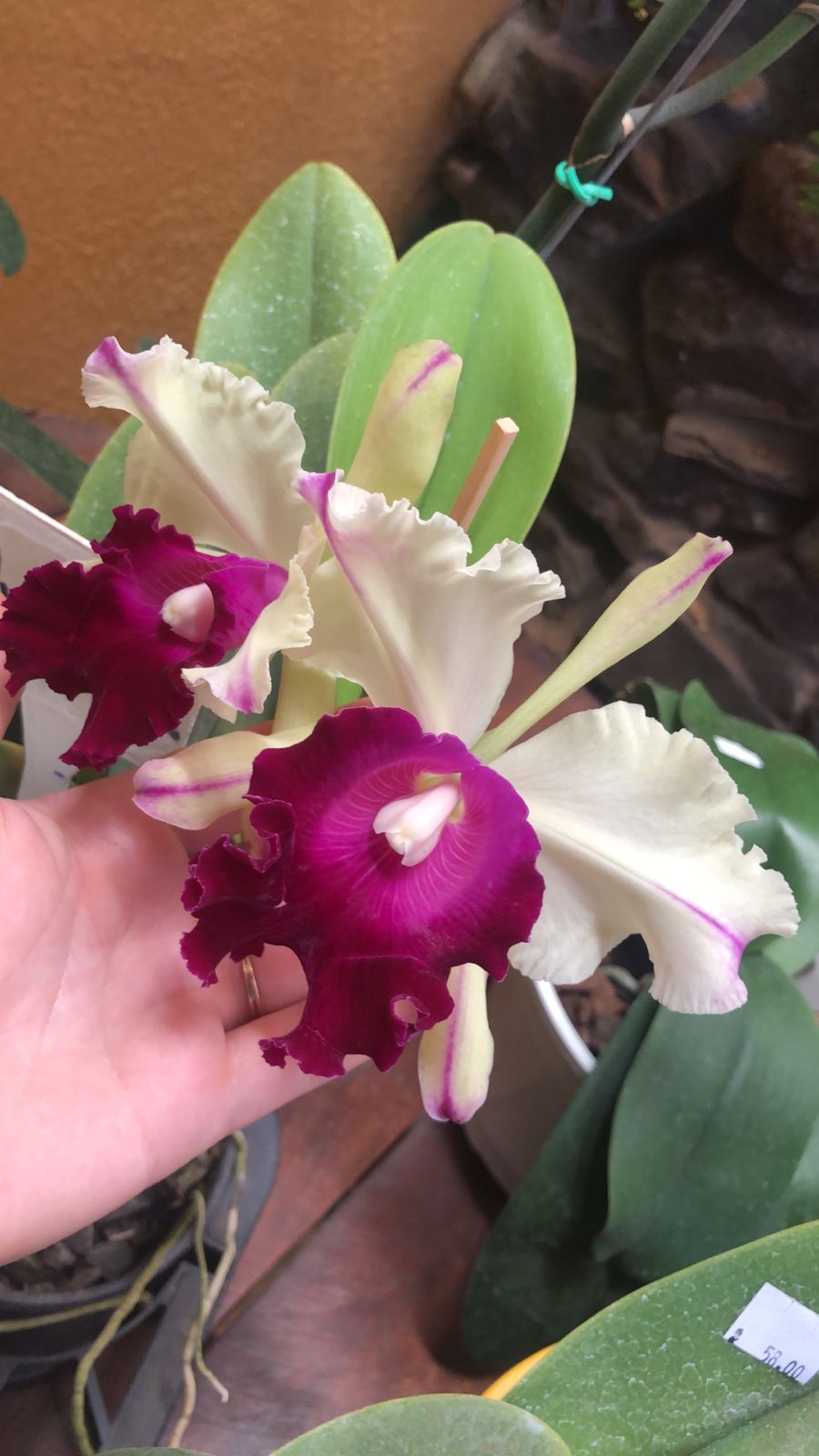 Orquídea 3