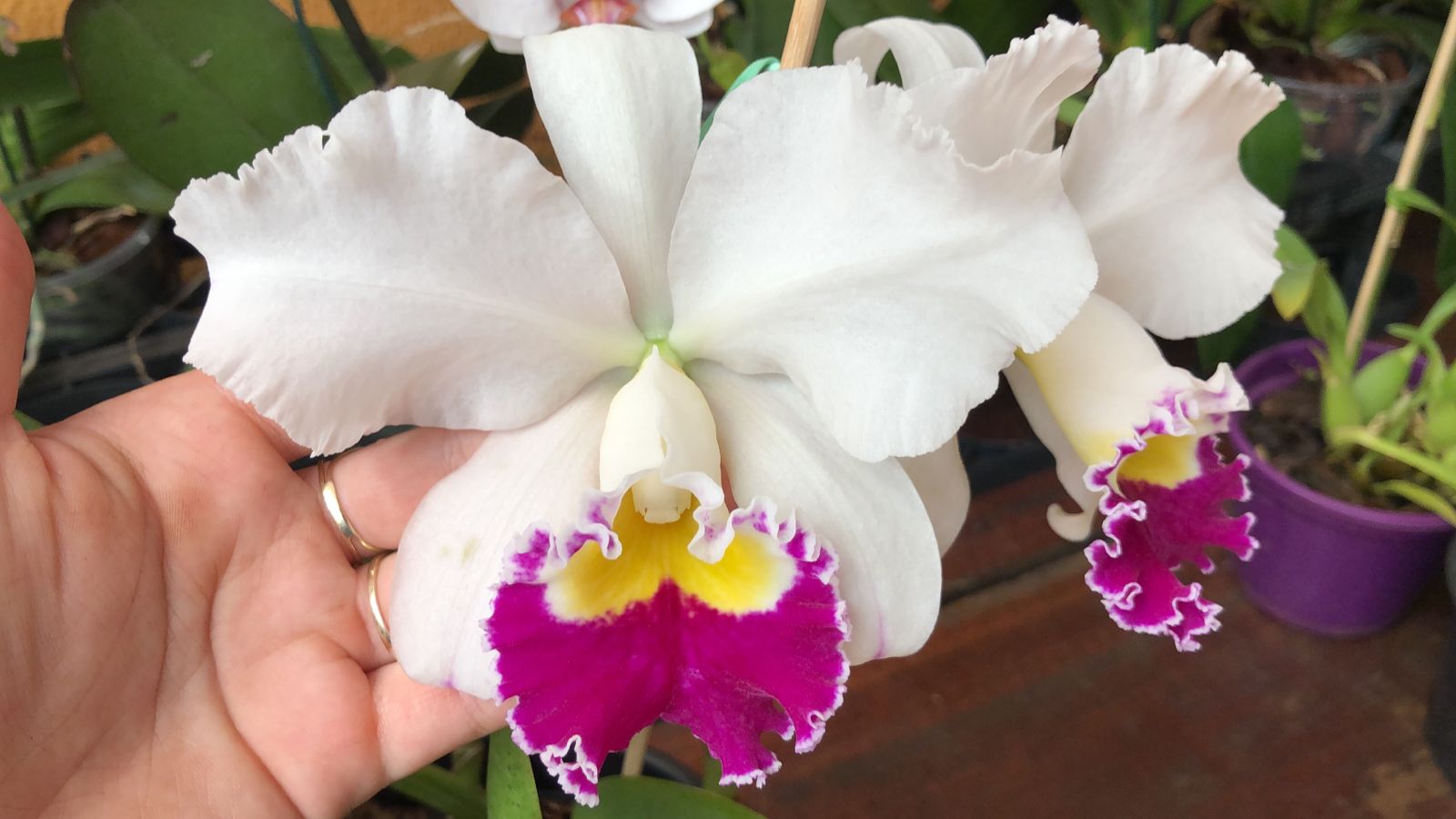 Orquídea 4