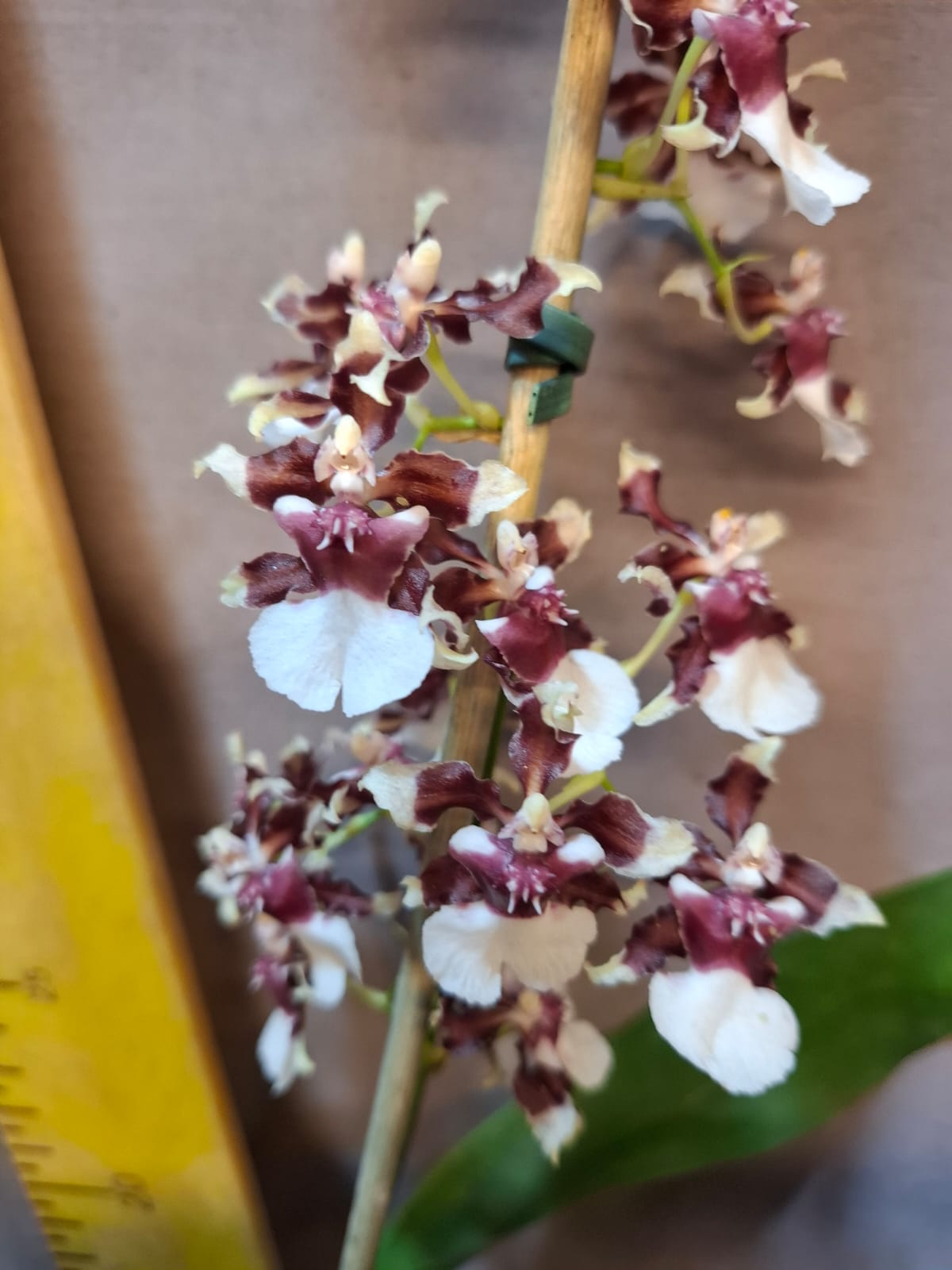 Orquídea 4