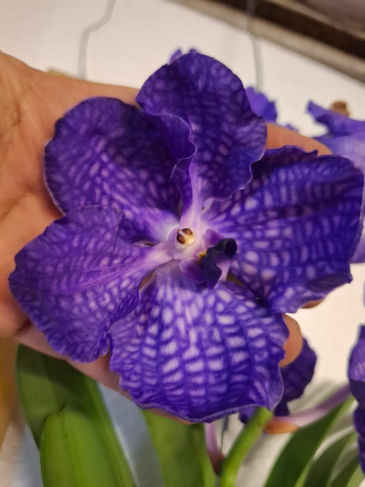 Orquídea 4