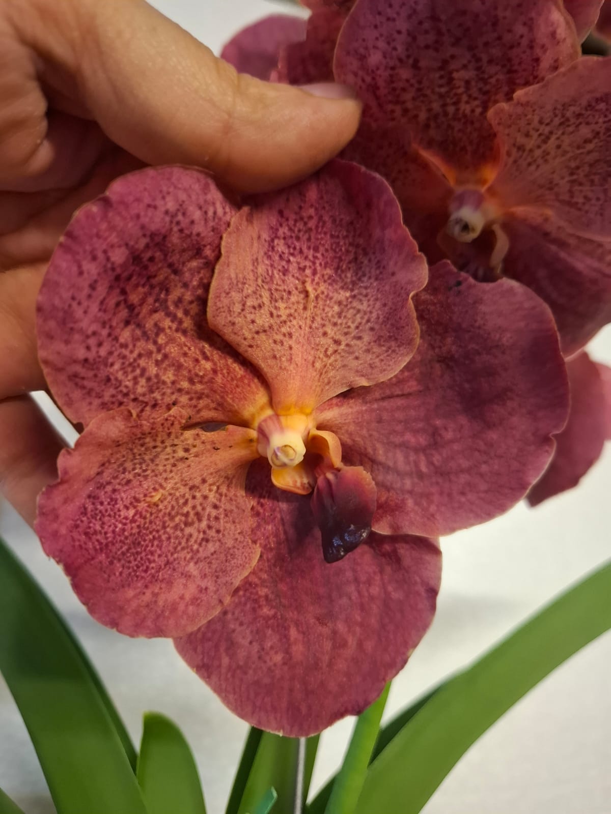 Orquídea 4